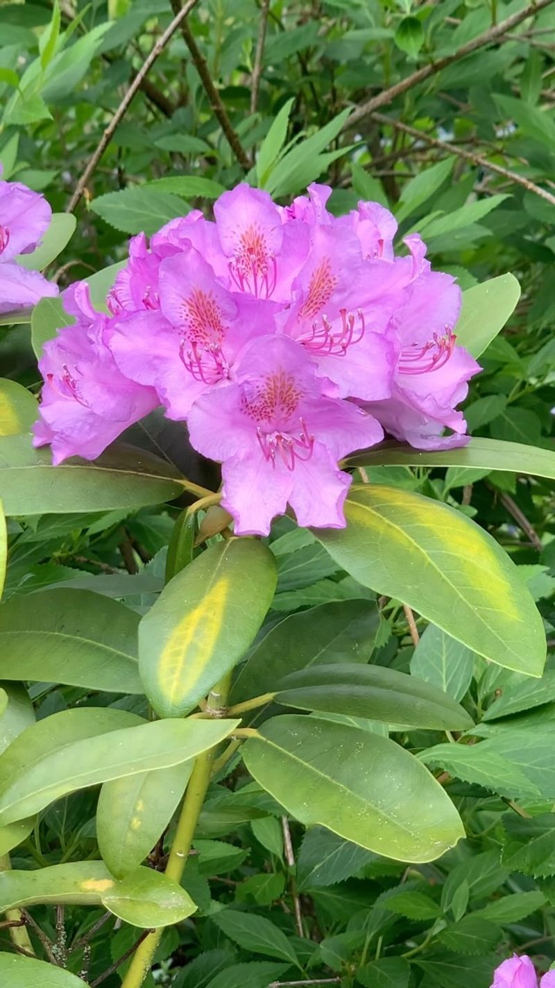 Rhododendron – Contains Compounds That Can Be Harmful To Bees