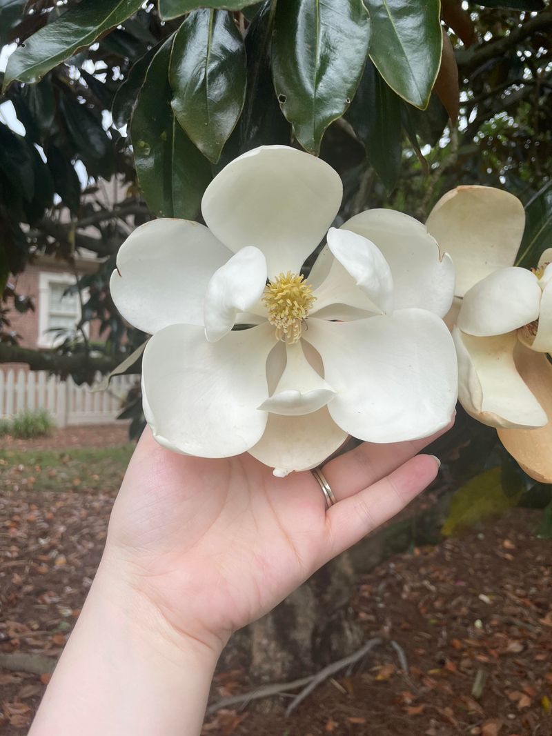 Southern Magnolia