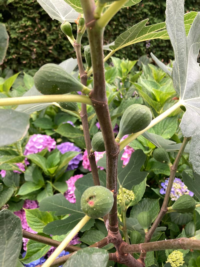 Fig Tree