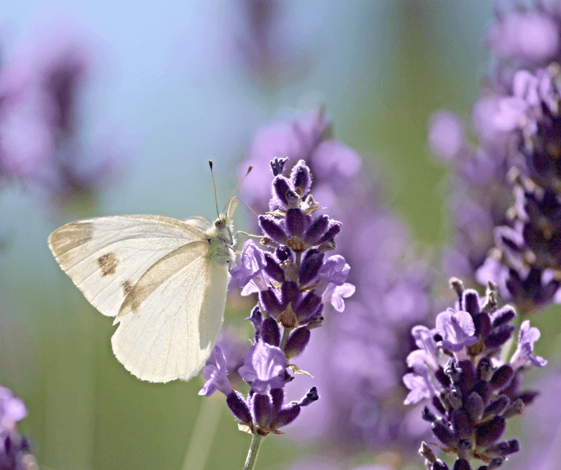 Lavender – Prefers Dry Soil, Making Hydroponics Challenging