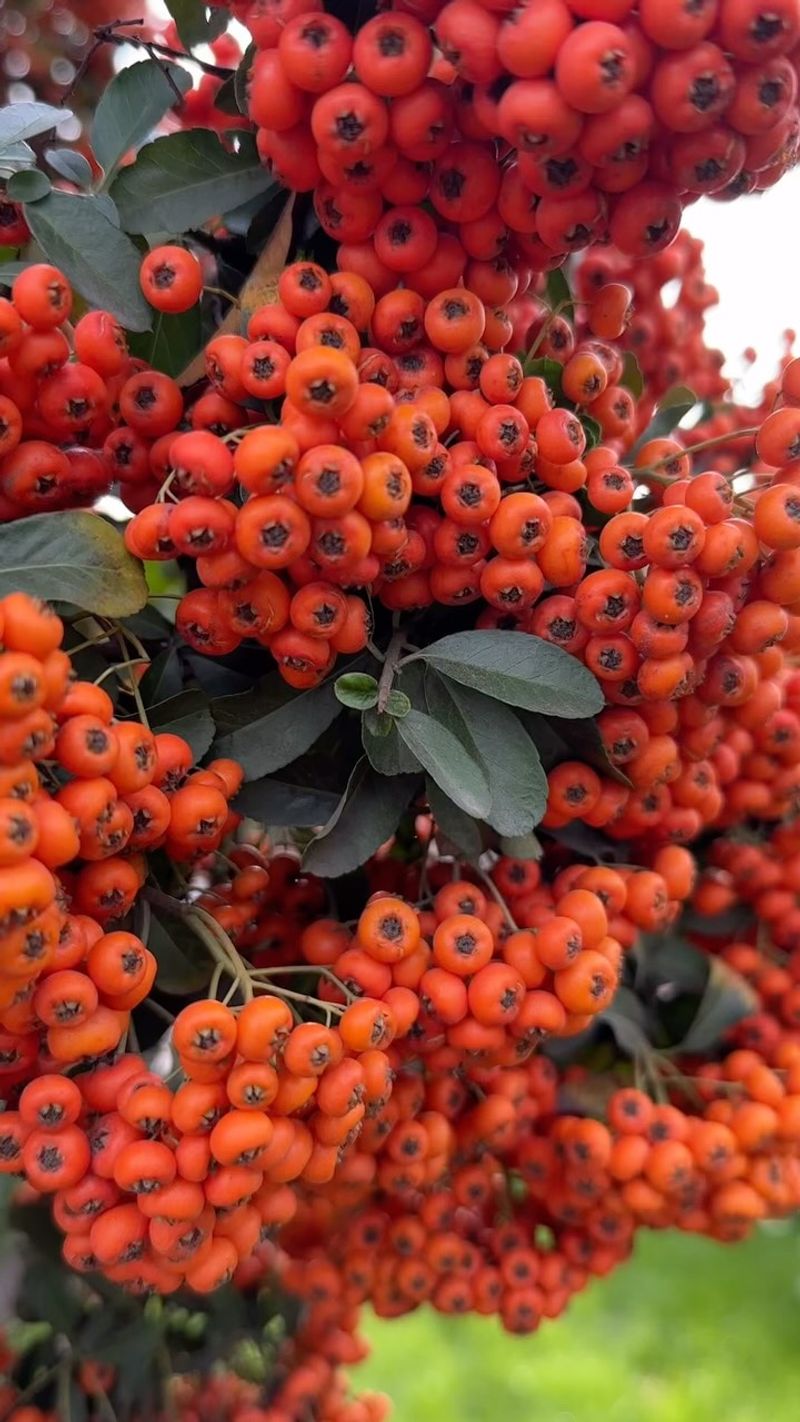 Firethorn (Pyracantha)