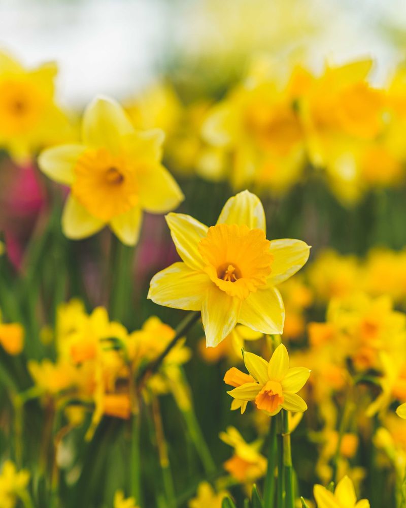 Daffodils