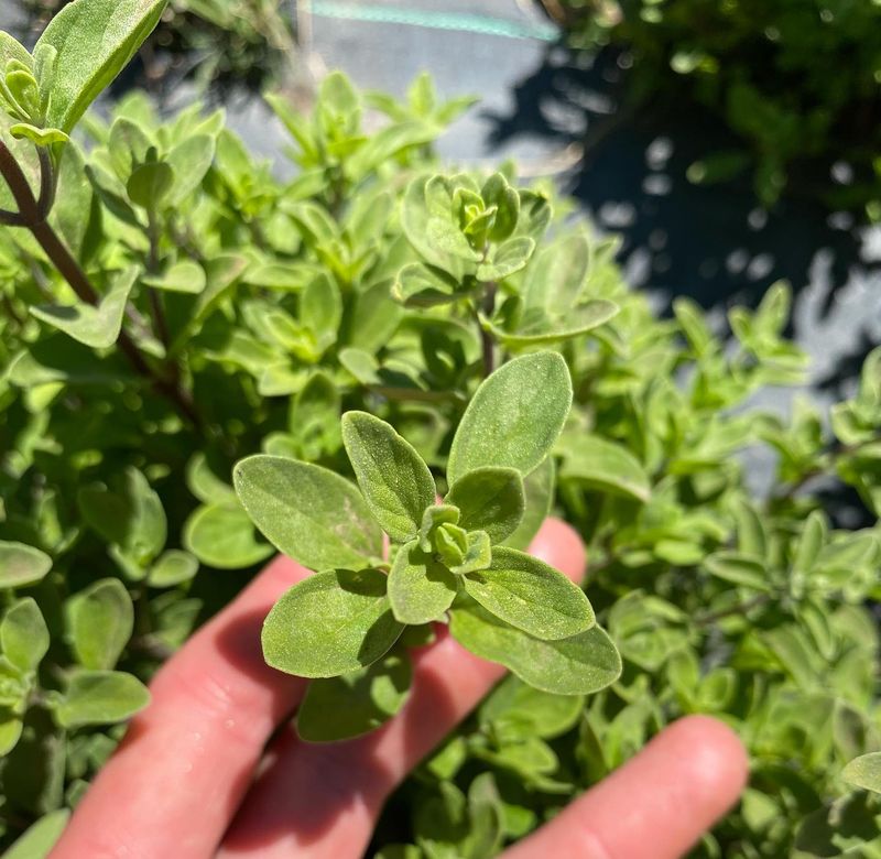 Marjoram