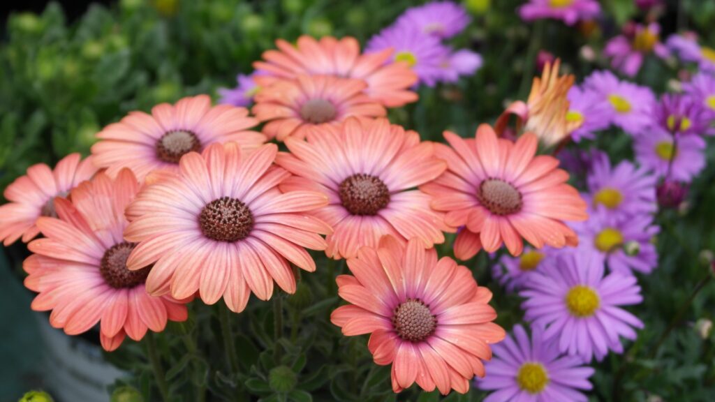 Osteospermum aka african daisy flowers
