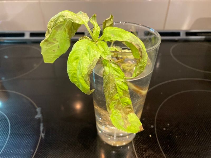 Neglecting Water Changes