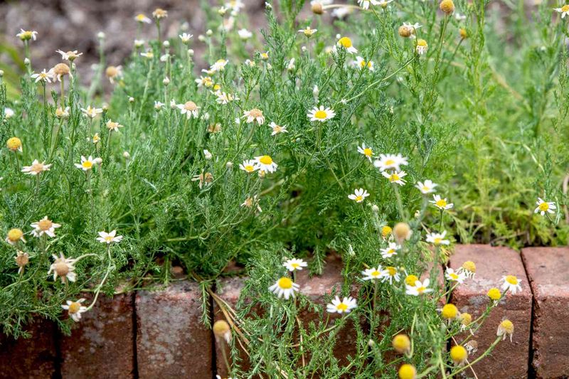 Ignoring Soil Quality