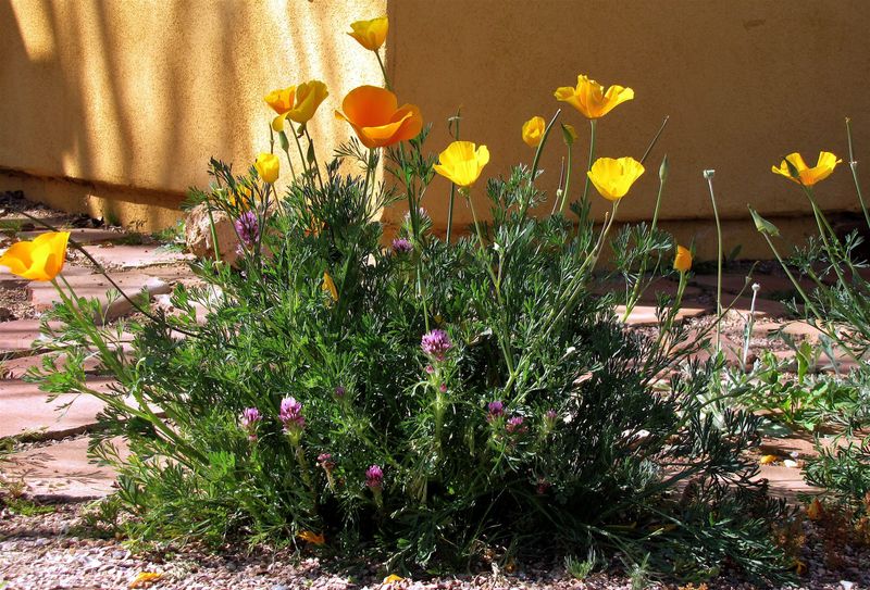 Ignoring Soil Conditions