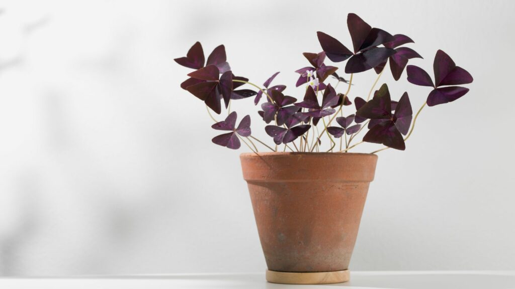 Oxalis (Purple Shamrock)