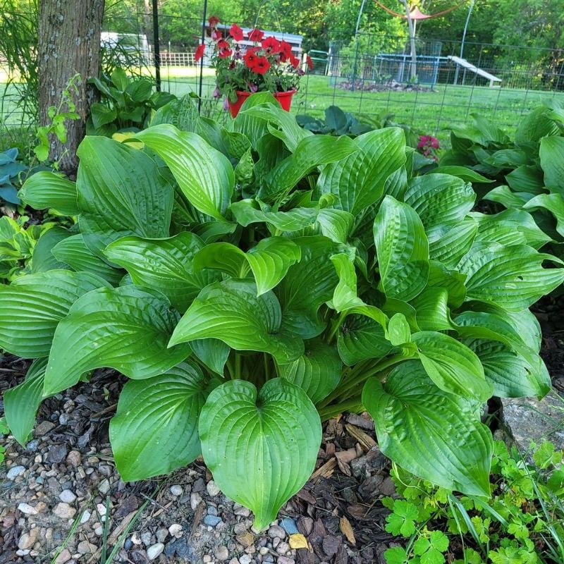 Hosta