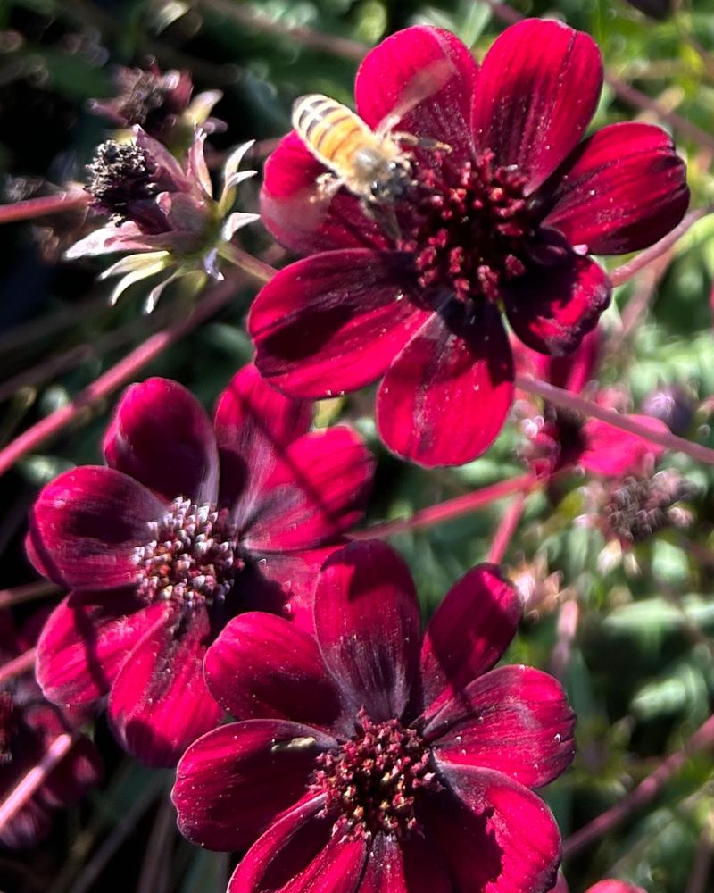 Drought-Tolerant Once Established