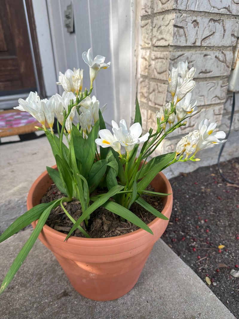 Low Maintenance Once Established