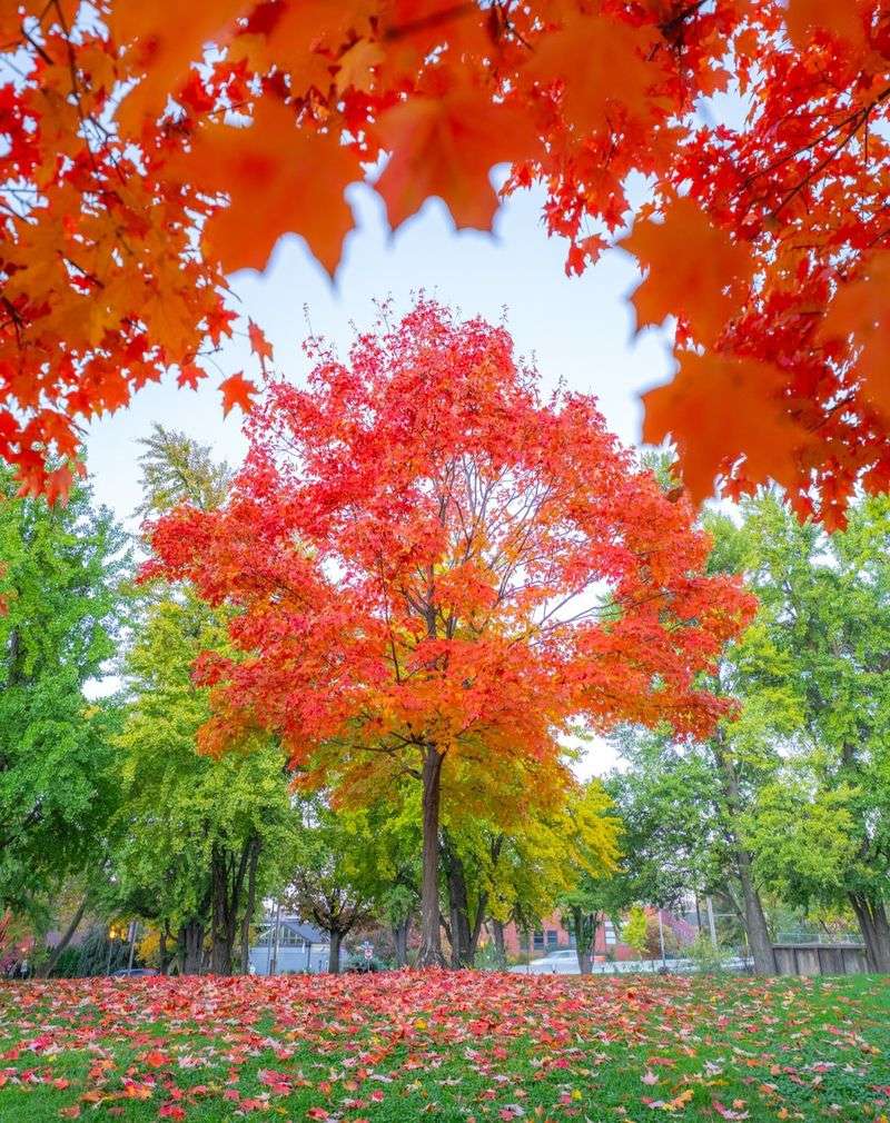 Red Maple