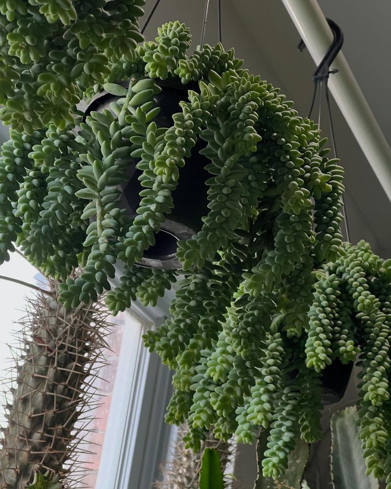 Burro's Tail
