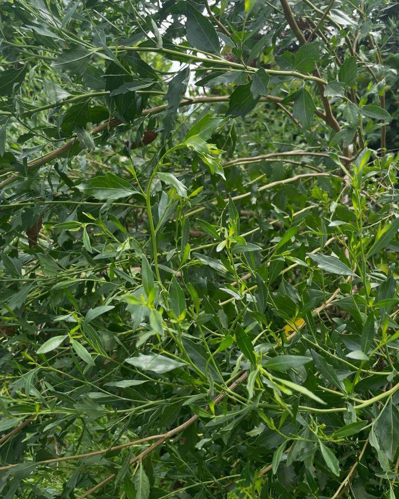Black Willow