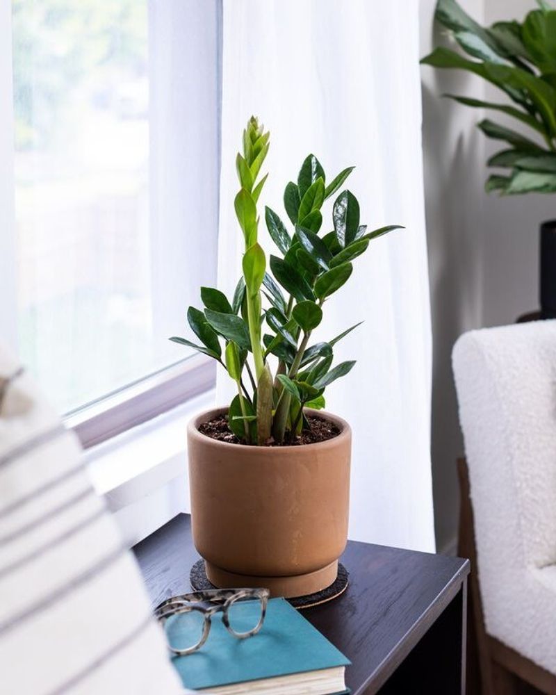 ZZ Plant