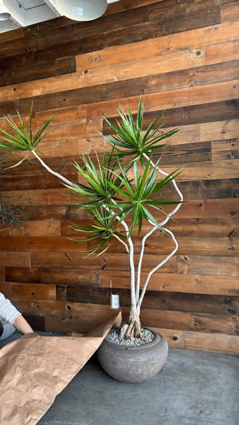 Dracaena Marginata