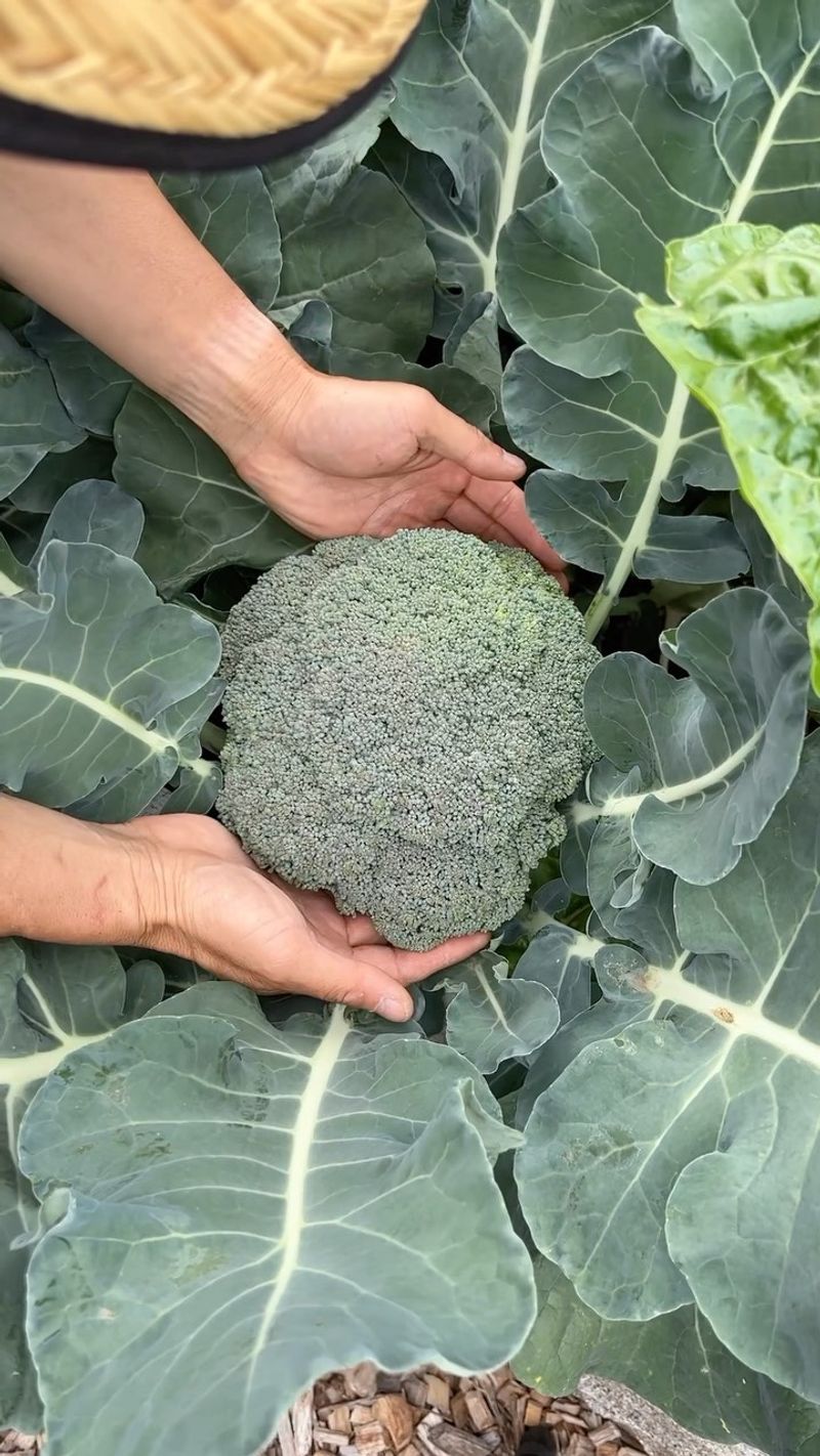Broccoli