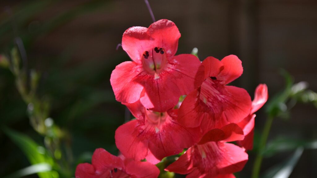 Penstemon