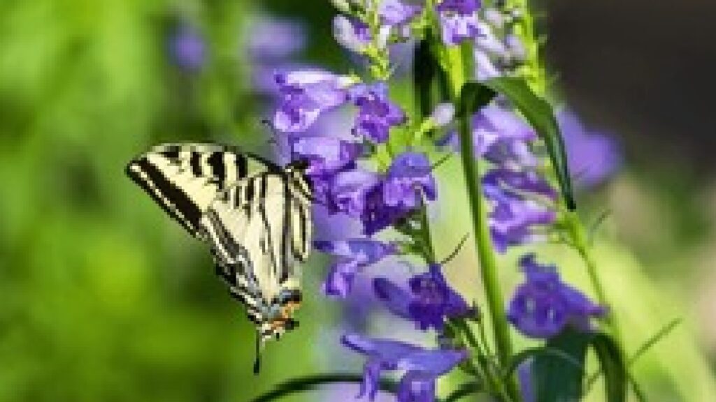 butterfly on a penstemon flower