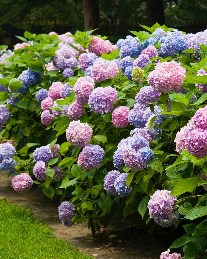 Hydrangeas