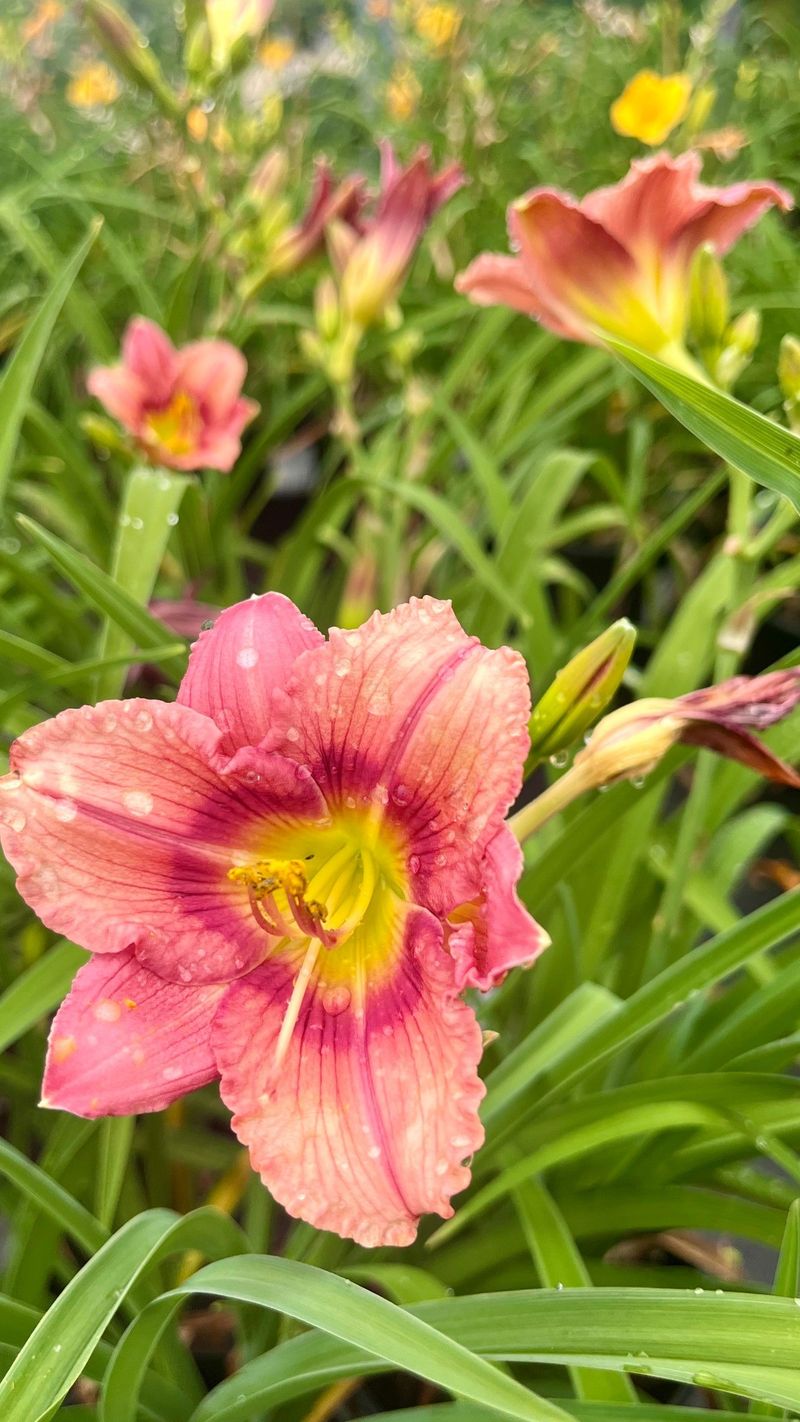 Daylilies