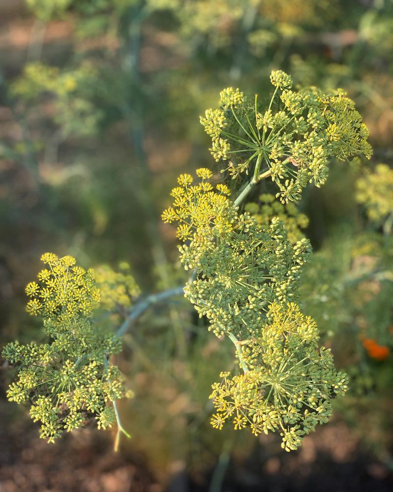 Fennel