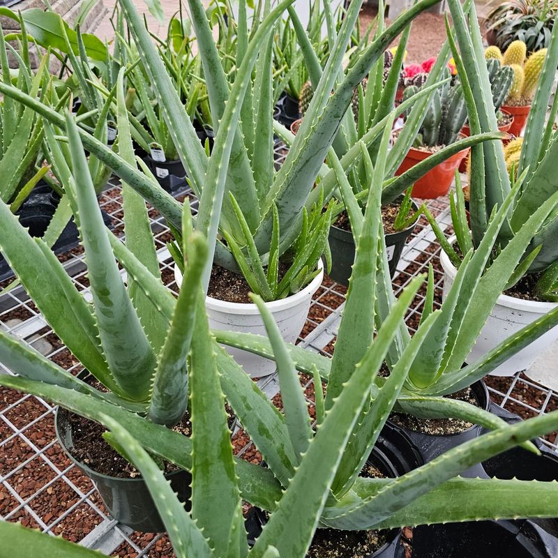 Aloe Vera