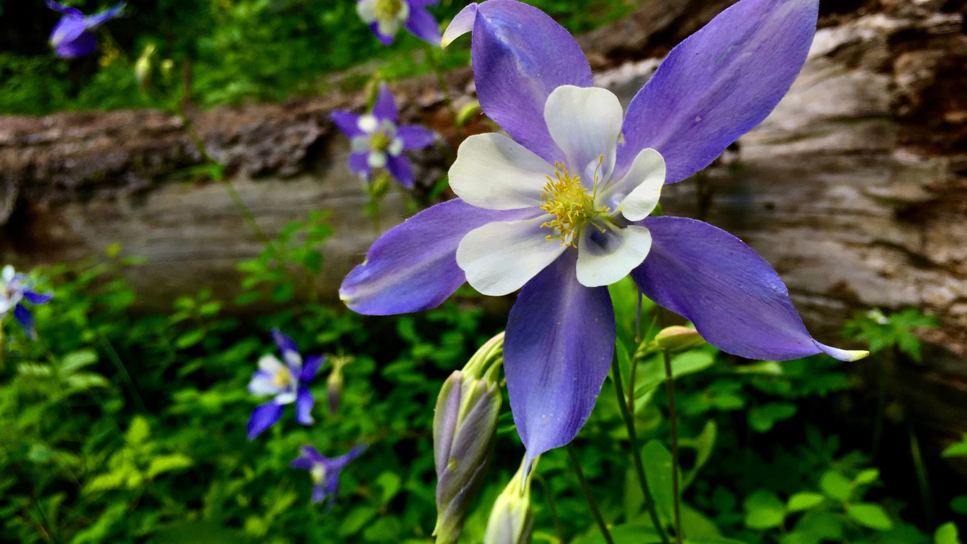 38 Perennial Flowers That Pop Up Every Blooming Season