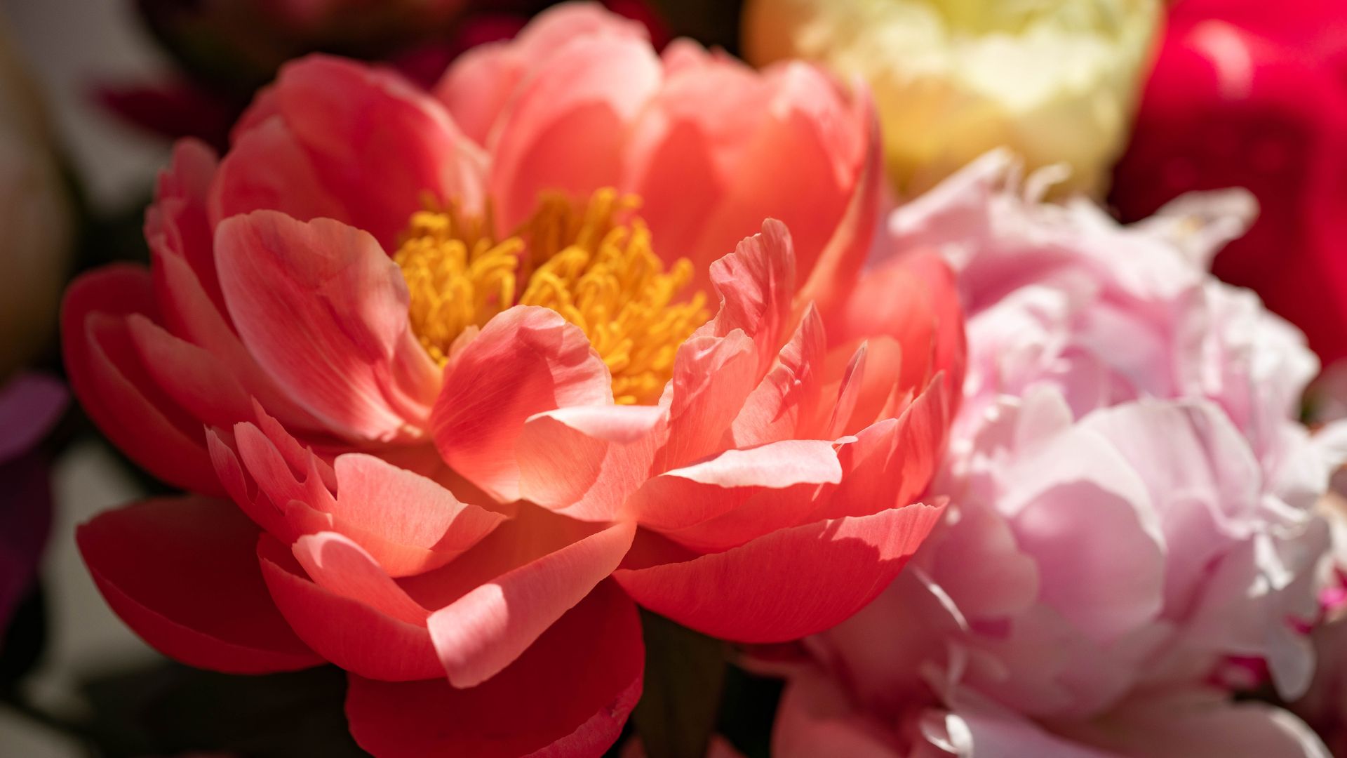 35 Perennial Flowers That Will Draw Attention To Your Garden
