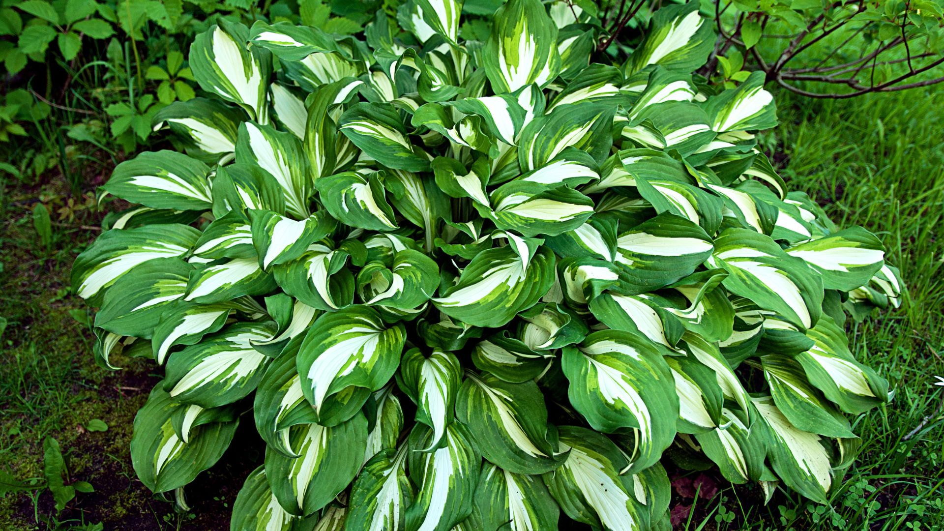 hosta plant