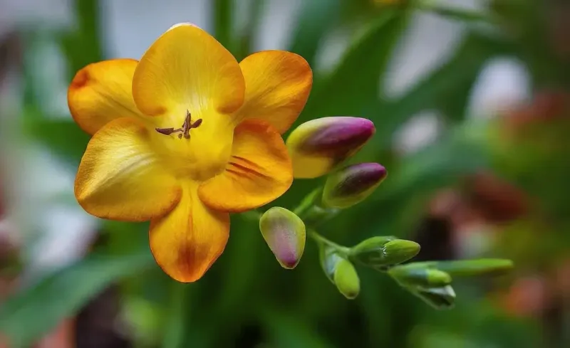 Attracts Pollinators