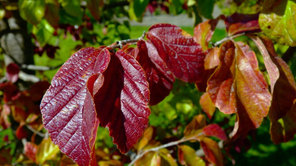 persian ironwood tree foliage