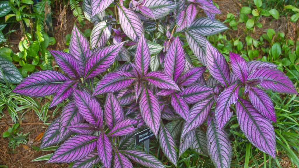 persian shield plant foliage