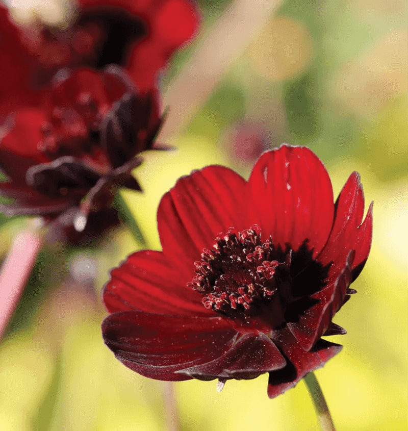 Compact Growth Makes It Ideal For Small Spaces
