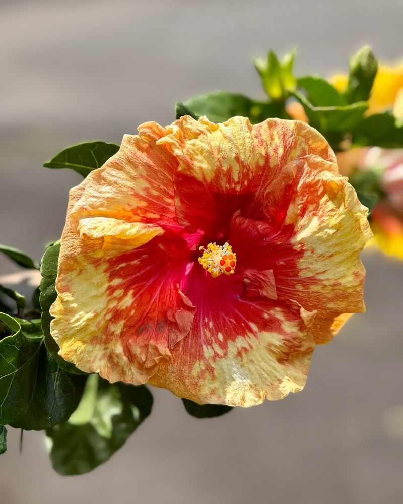 Hibiscus