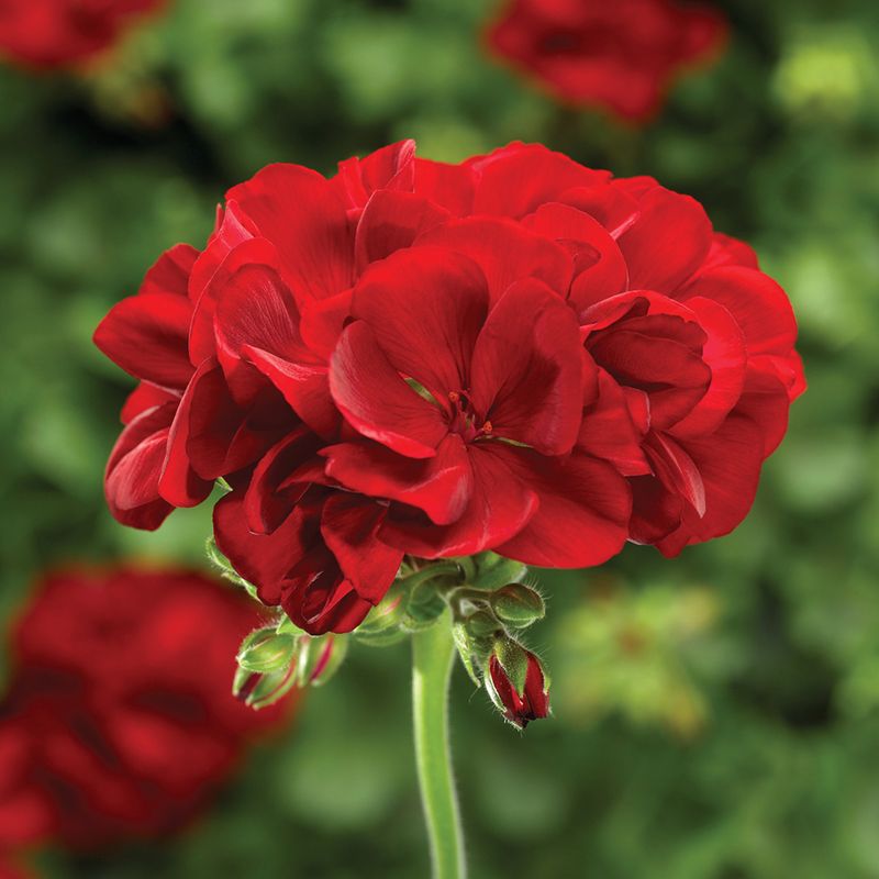 Geraniums Look Great, But Ladybugs Don’t Think So