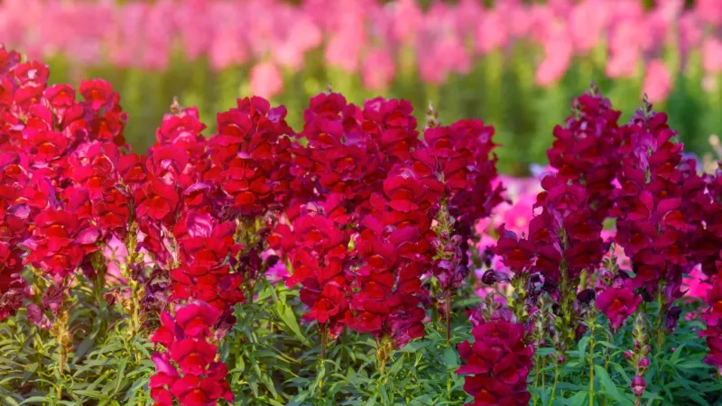 Snapdragons