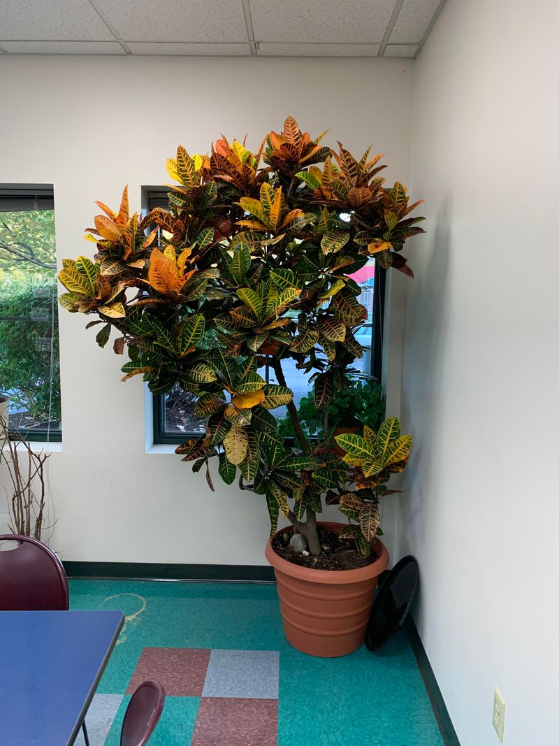 Croton