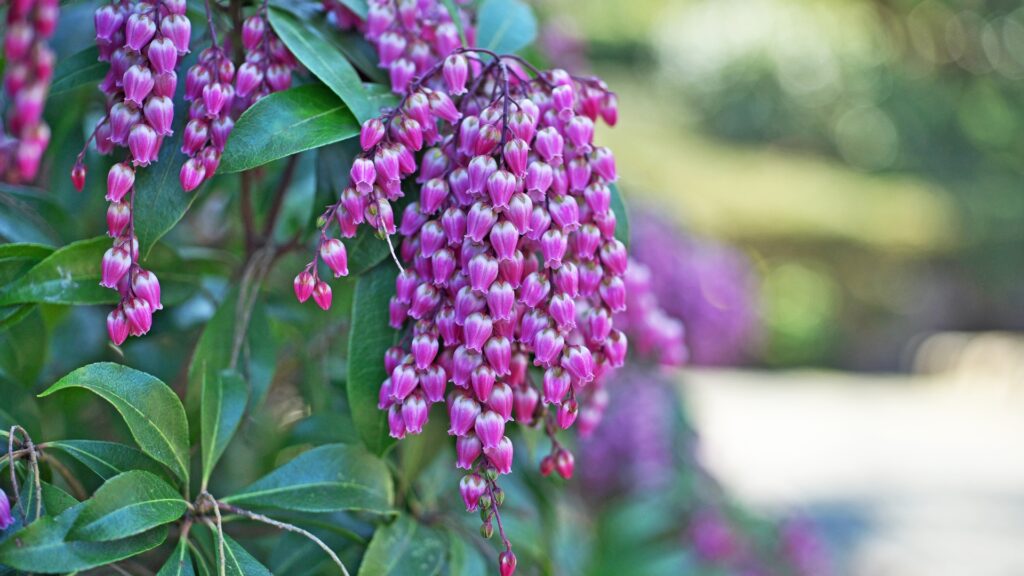 pieris japonica