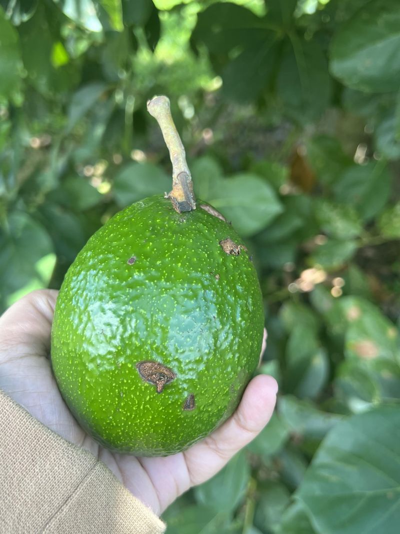 Avocado