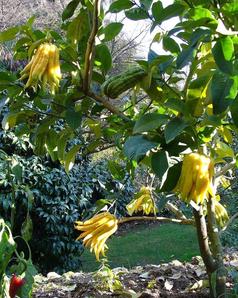 Buddha's Hand
