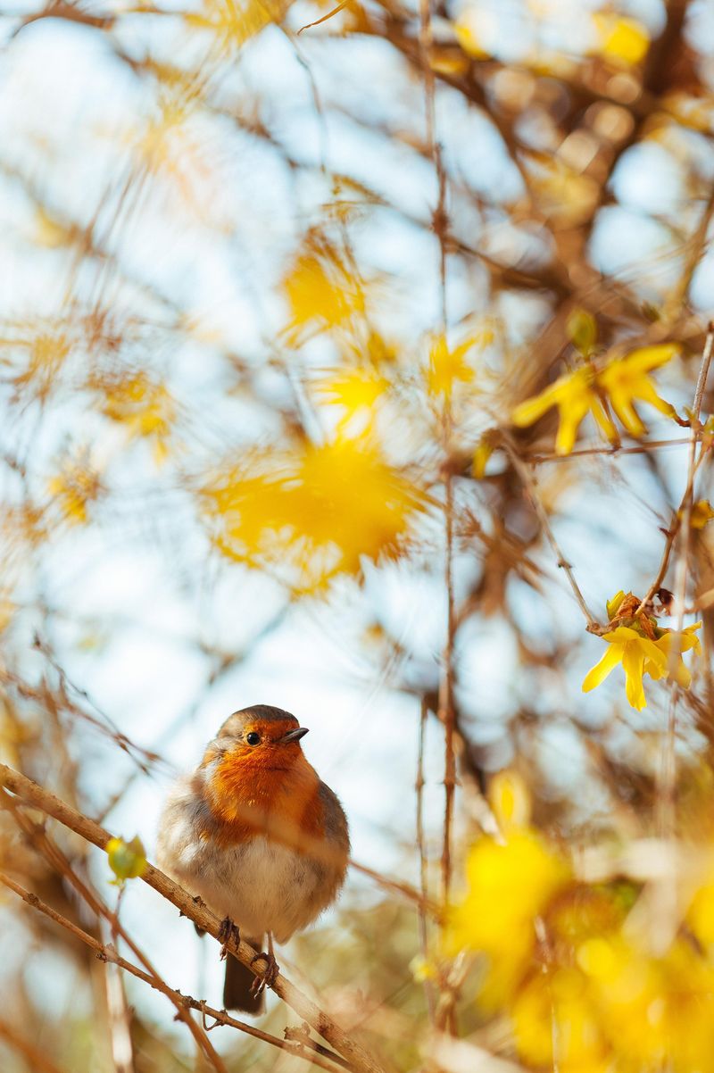 Wildlife Haven