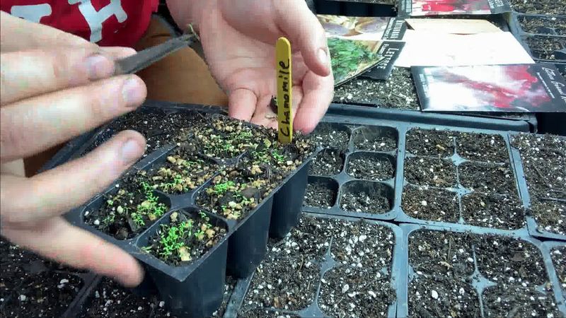 Thin The Seedlings