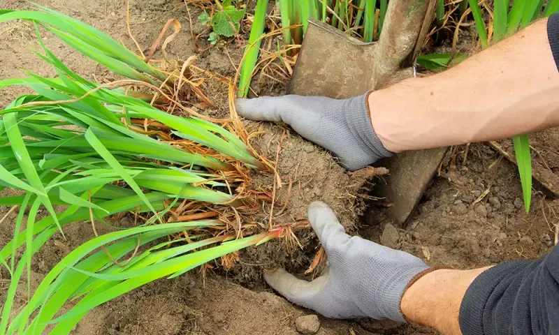 Divide Perennials