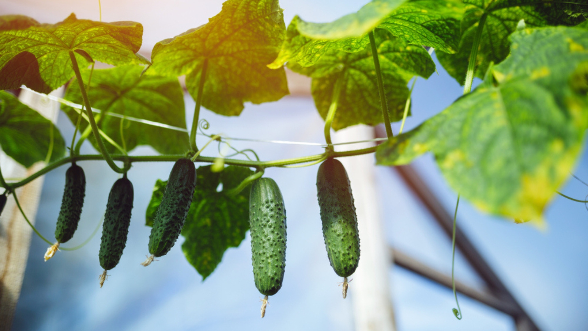 cucumber plant