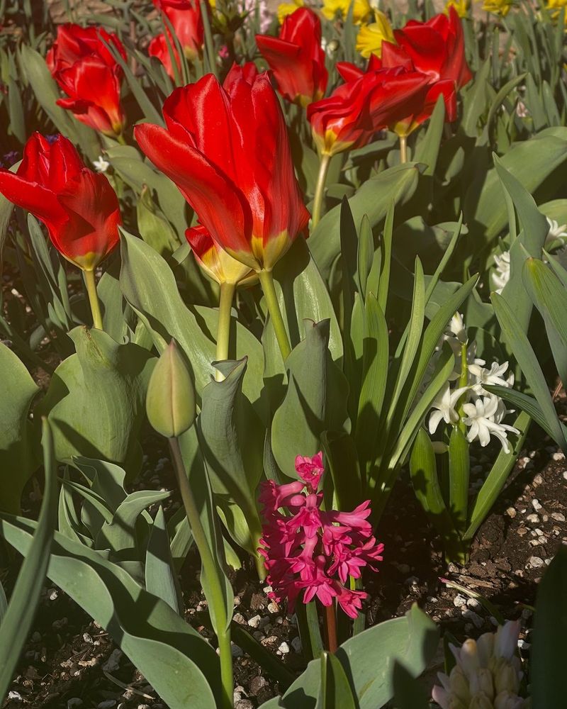 Prune Spring Flowers