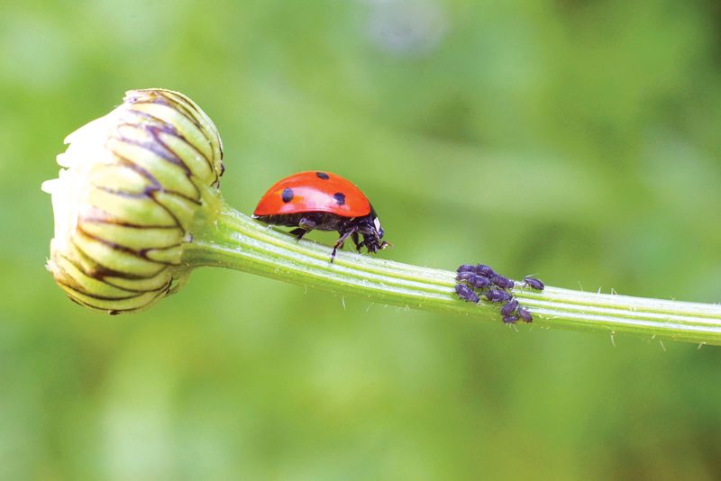 Wildflower Natural Pest Control