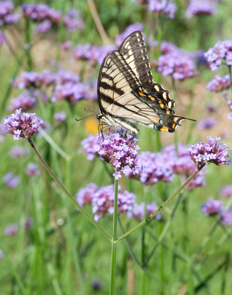 Attract Beneficial Insects