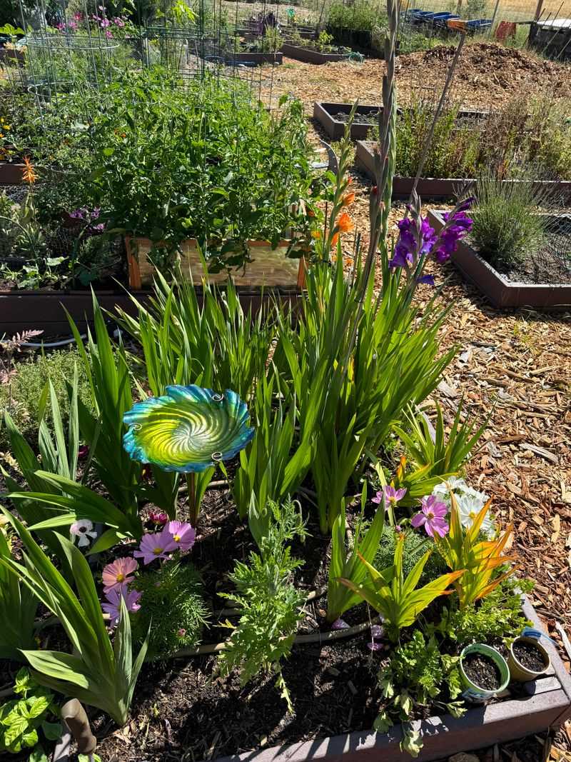 Watering Routine