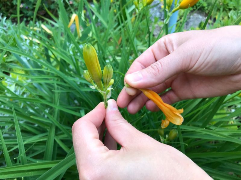 Deadheading Perennials